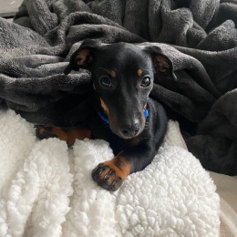 a dog laying on a bed