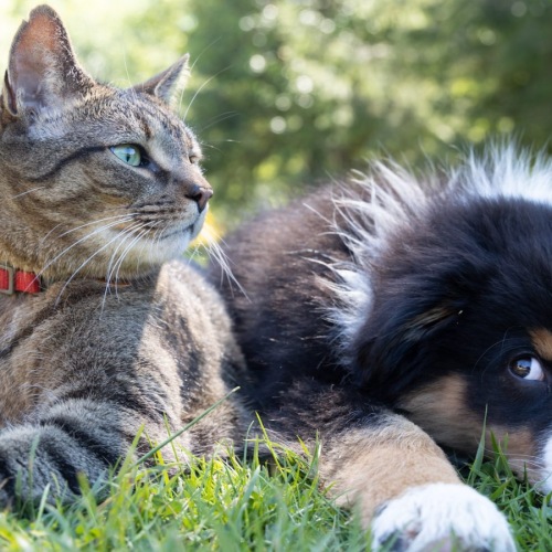 a cat and a dog lying in the grass